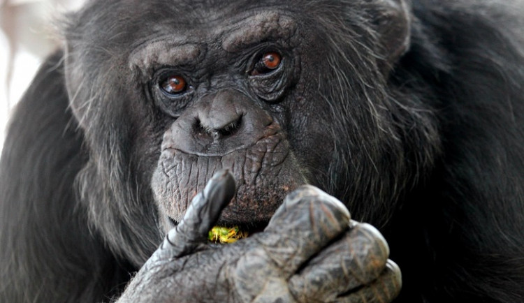 Šimpanzí skupina ze Zoo Brno najde náhradní domov v Hodoníně