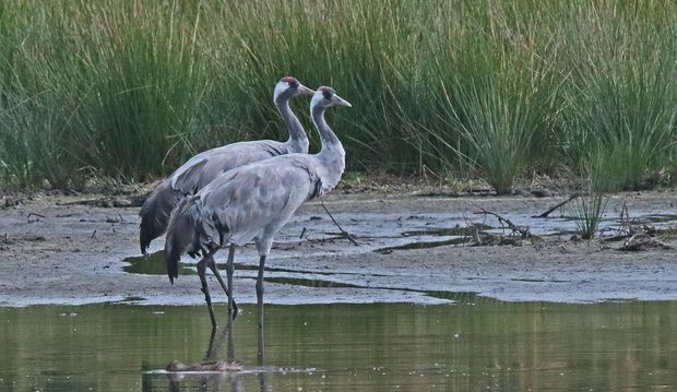 U České Lípy vzniká ptačí park. Ornitologové zvou na úklidovou akci