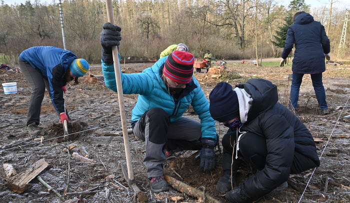 Kůrovcová kalamita se stabilizuje, brněnští lesníci mají méně práce s vysazováním