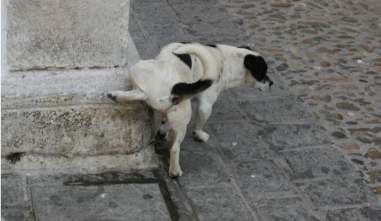 Pejskaři budou smět na ulici pouze s lahví vody s octem, jinak dostanou pokutu, žádá petice
