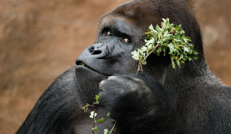 Gorilí celebrita Richard bude mít třicet let. Zoo chystá oslavu