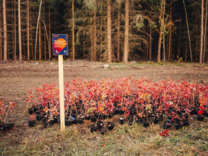 EG.D zavádí řízenou výsadbu rostlin kolem vedení. Má minimalizovat kácení kvůli dodržení ochranného pásma