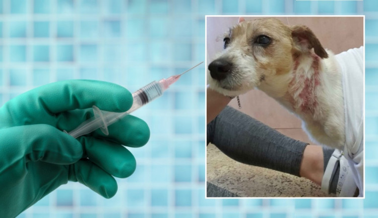 Student medicíny způsobil svému psovi nesmírné utrpění a tvrdí, že ho jen léčil.