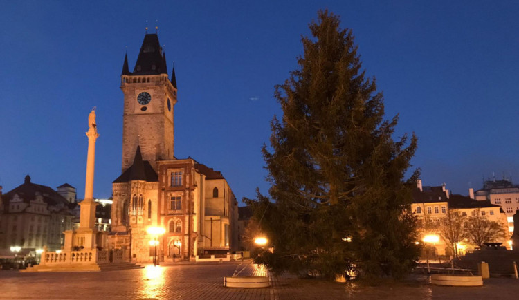 Pražským vánočním stromem bude smrk ztepilý. S trhy na Staromáku se počítá
