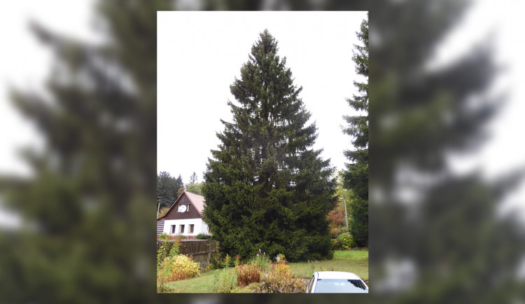 Vánočním stromem pro Prahu letos bude smrk z Libereckého kraje. Rozsvítí se koncem listopadu