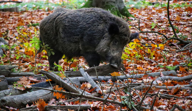 V Praze proběhne odlov divočáků. Jsou přemnožení a ničí parky a zahrady