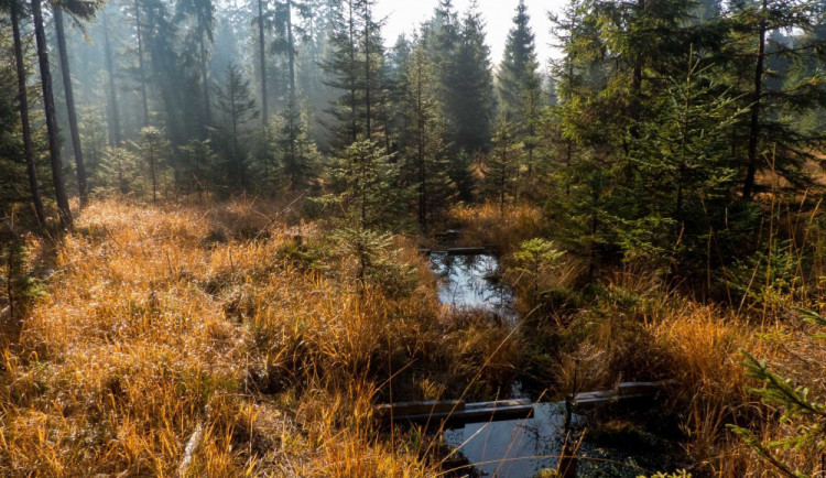 Cesta pro stahování dřeva nad Kateřinkami prochází rekultivací. Pomůže zadržet vodu