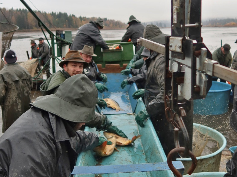 Ceny vánočních kaprů se proti minulým letům zvýší asi o pět procent