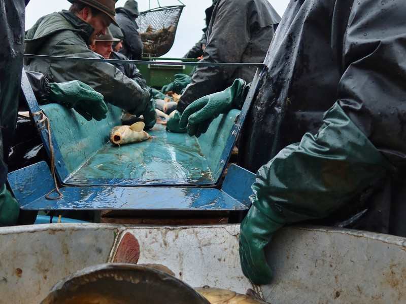 Ceny vánočních kaprů se proti minulým letům zvýší asi o pět procent