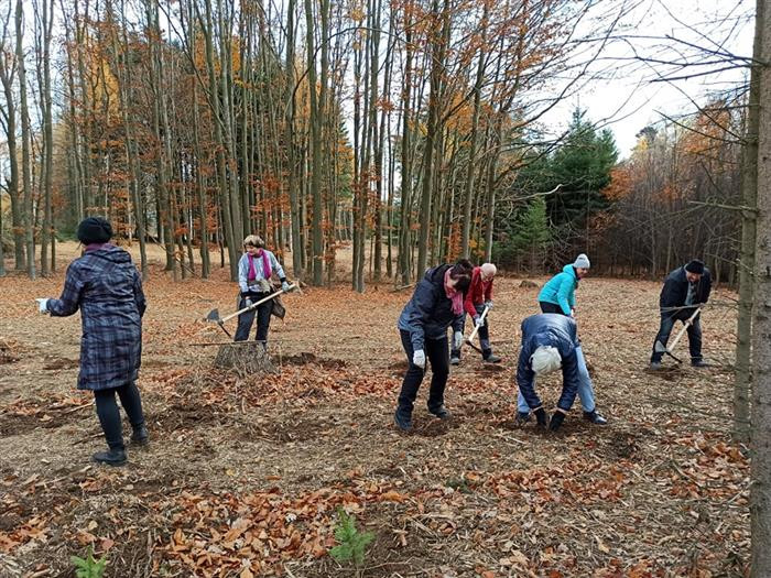 Velká pochvala! Jihlavští senioři pomáhají, u Zborné vysázeli 450 stromků