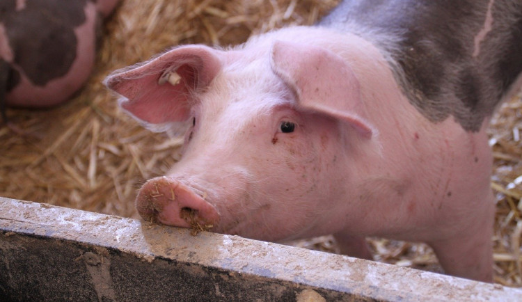 Na jižní Moravě chystají ojedinělý projekt. Vzniknou haly pro deset tisíc prasat