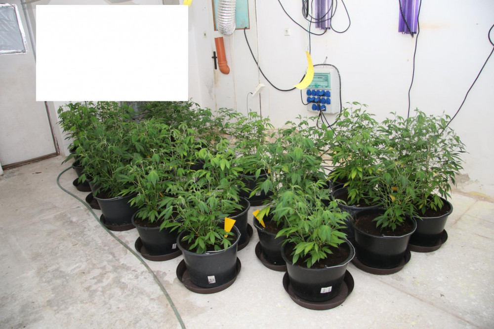 Prachatičtí kriminalisté odhalili pěstírnu.