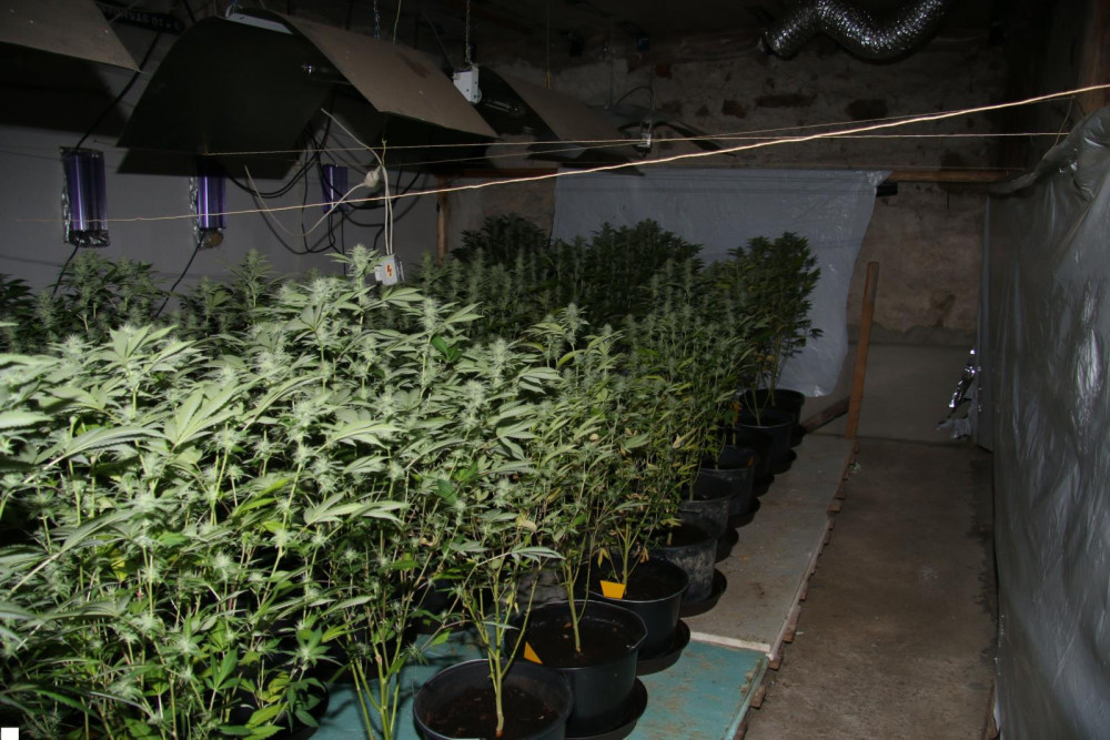 Prachatičtí kriminalisté odhalili pěstírnu.