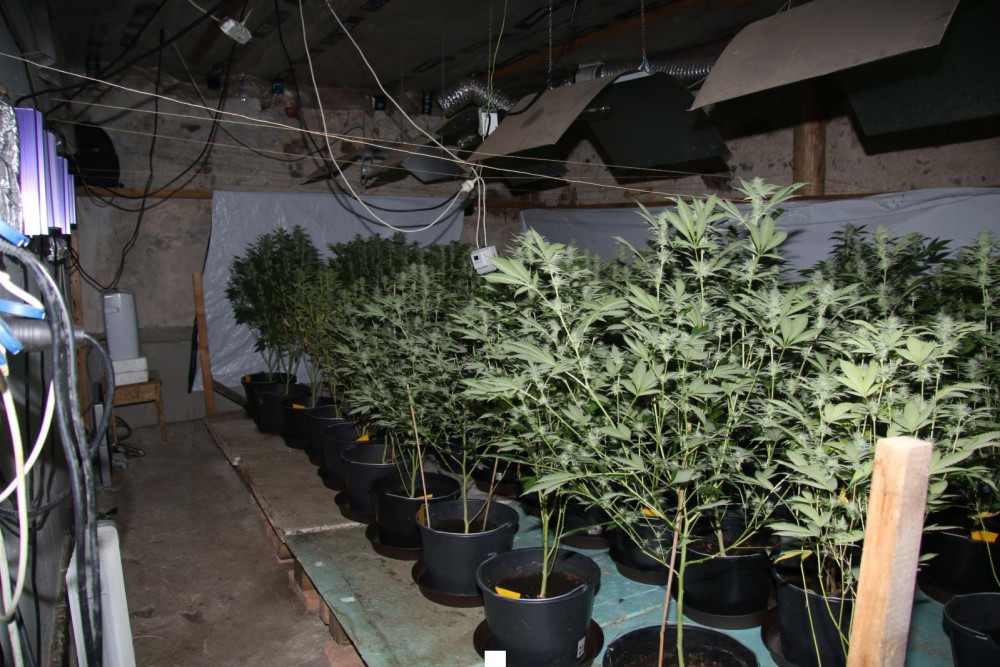 Prachatičtí kriminalisté odhalili pěstírnu.