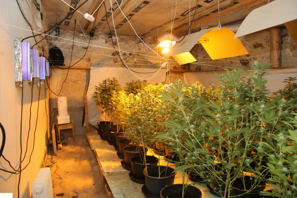 Prachatičtí kriminalisté odhalili pěstírnu.