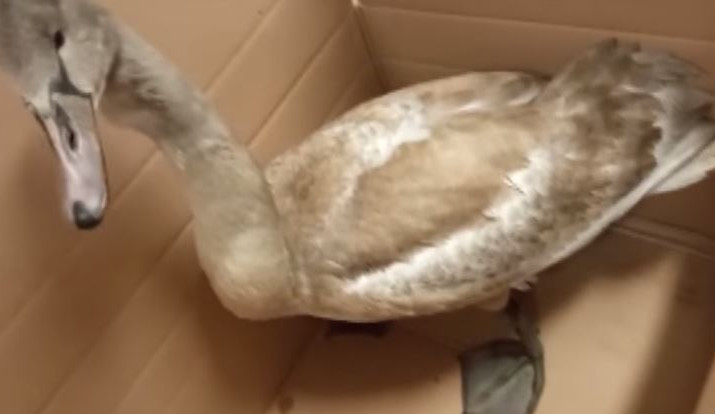 Mládě labutě sedělo uprostřed silnice. Kvůli jeho záchraně volalo strážníky téměř padesát lidí