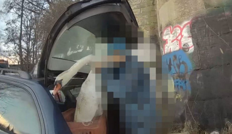Muž odchytával labutě z Vltavy a dával si je do auta. Vymlouval se, že je veterinář