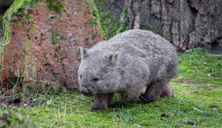 V pražské zoo je první a jediný vombat v České republice. Postupně dorazí další