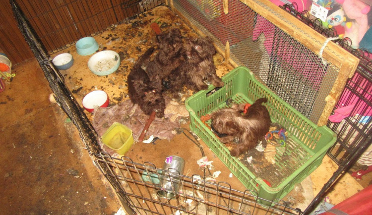 Veterináři odebrali desítky jorkšírských teriérů. Žili ve výkalech, v chovu byli i mrtví psi.