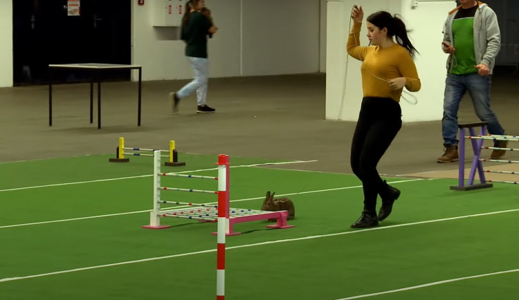 Na brněnském výstavišti se ukázali šampioni v králičím hopu