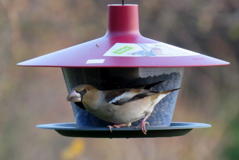 Zimní krmení ptactva má své zásady a doporučení, lidé by neměli do krmítek dávat zbytky jídla a pečivo