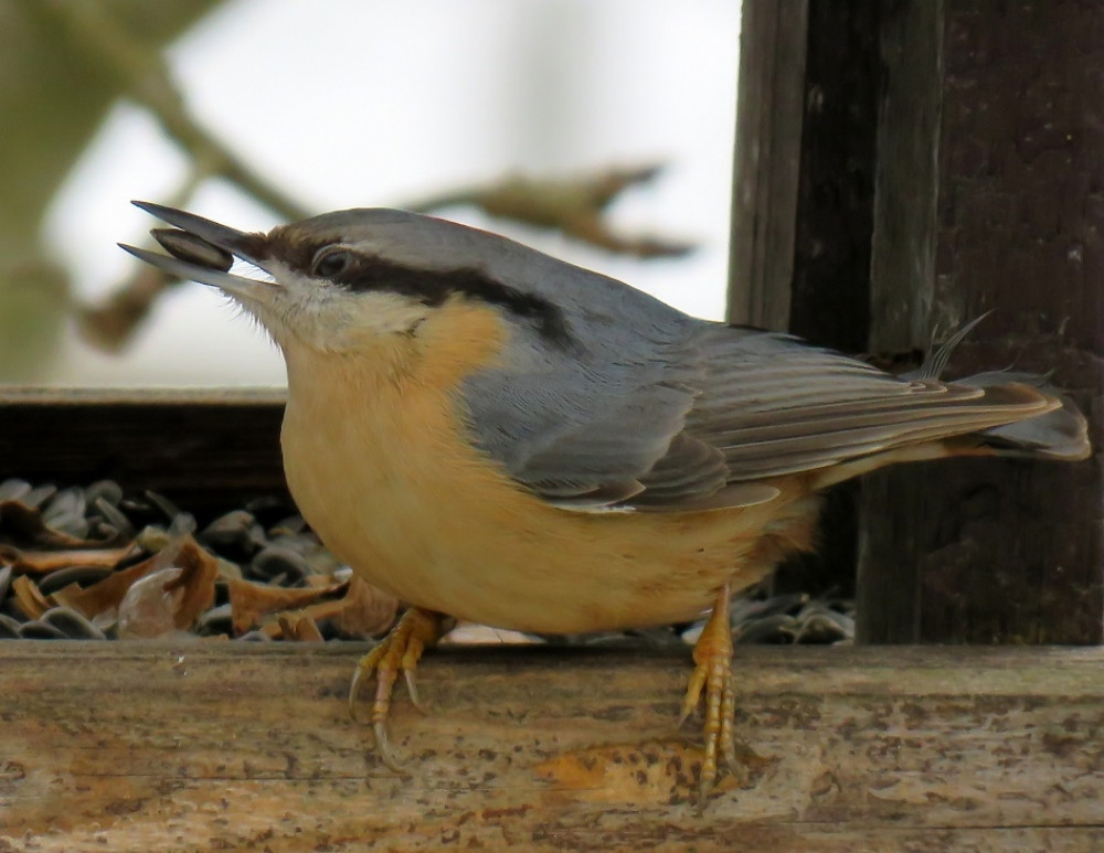 Zimní krmení ptactva má své zásady a doporučení, lidé by neměli do krmítek dávat zbytky jídla a pečivo