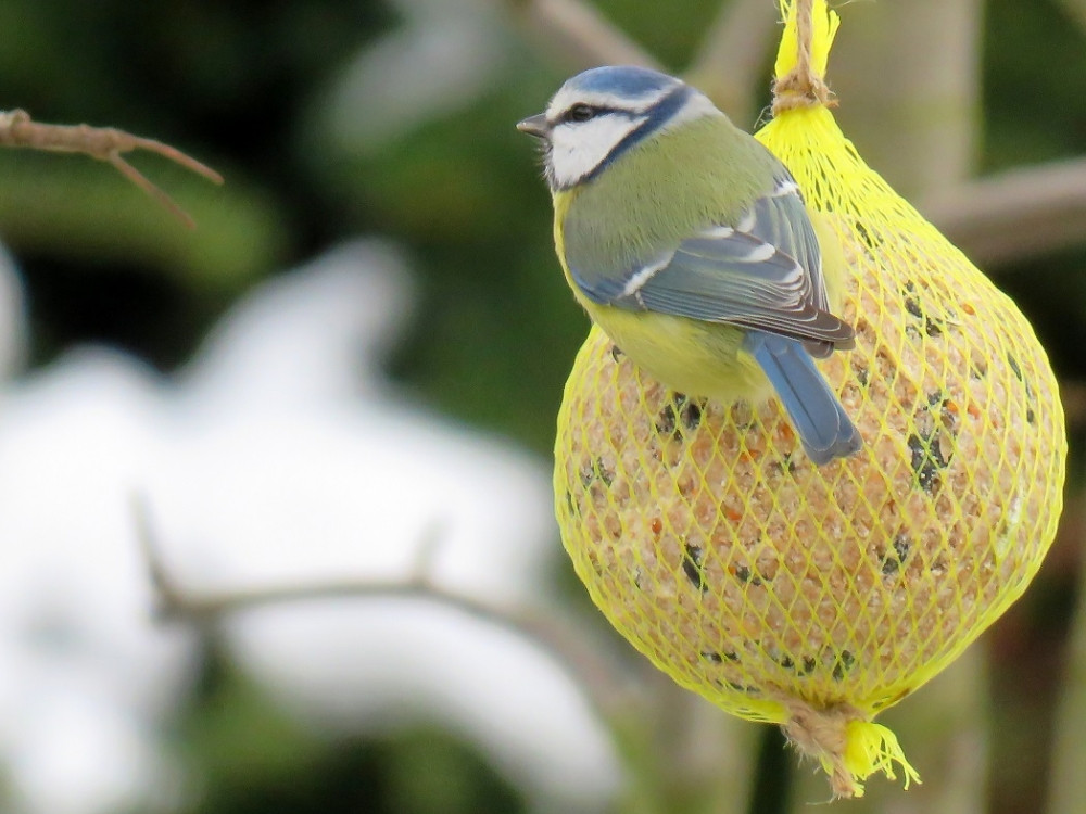 Zimní krmení ptactva má své zásady a doporučení, lidé by neměli do krmítek dávat zbytky jídla a pečivo