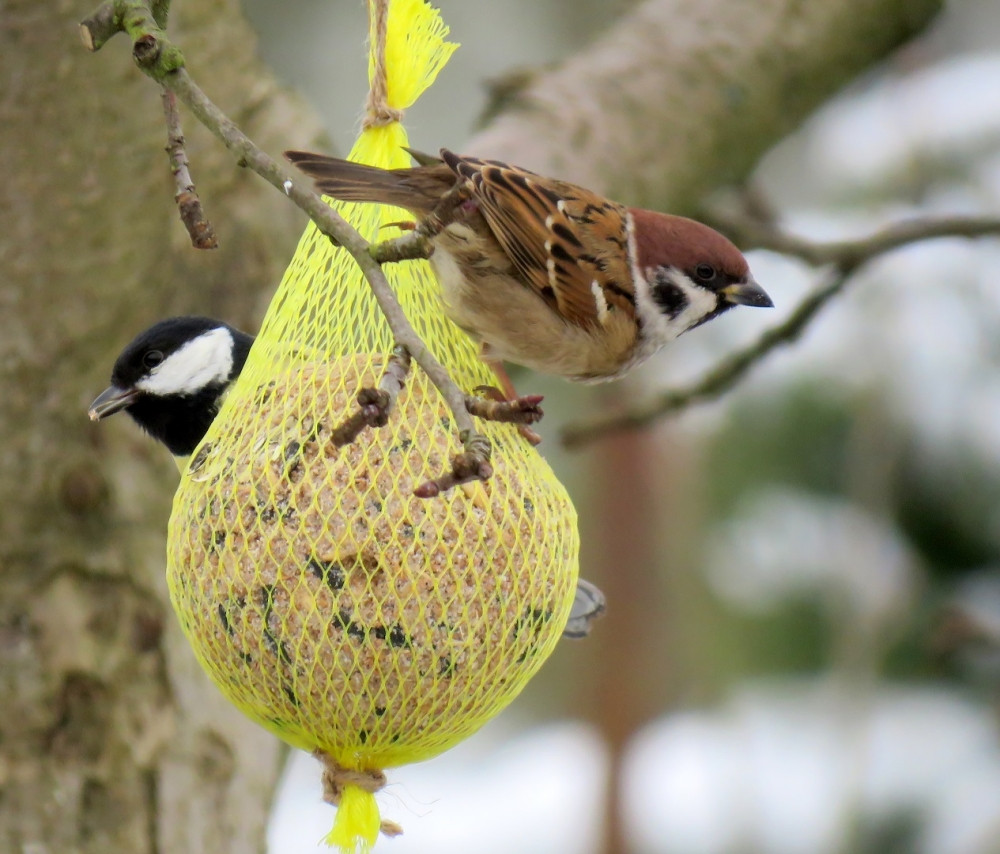 Zimní krmení ptactva má své zásady a doporučení, lidé by neměli do krmítek dávat zbytky jídla a pečivo