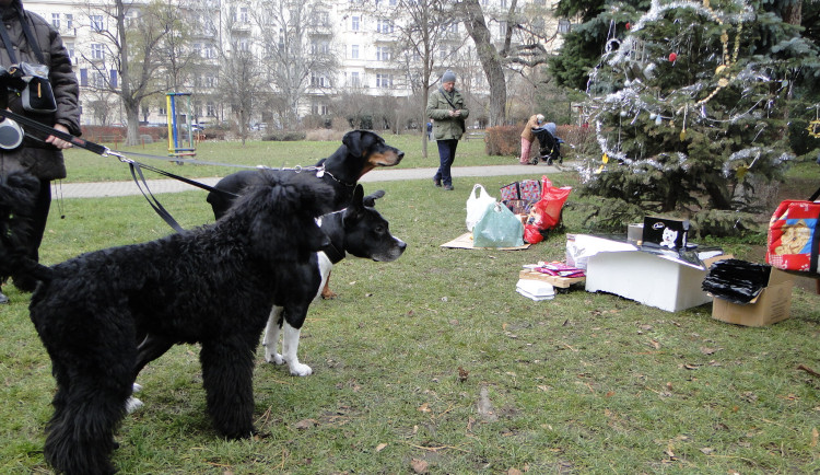 Vánoce budou mít i psi a kočky. V Praze proběhne besídka přátel zvířat se sbírkou pro útulky