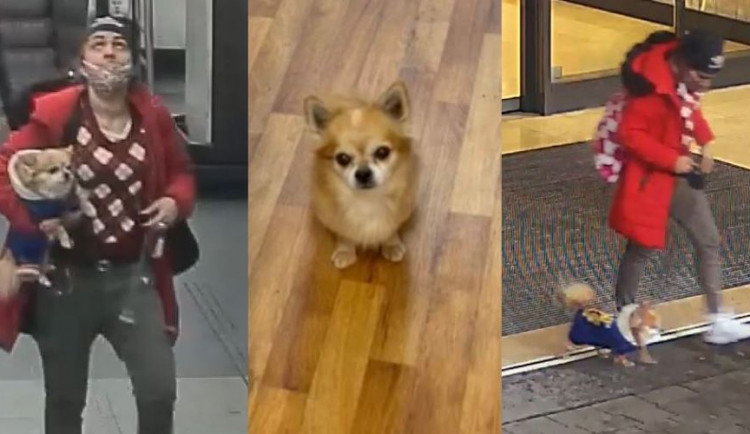 Žena uvázala čivavu v obchodě a šla nakupovat. Fenku odnesla zlodějka