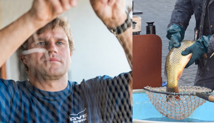 Lidé si odvykli vidět smrt zvířat na vlastní oči, komentuje zabíjení kaprů český hydrobiolog