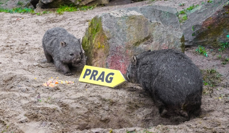 Vombati mají hranatý trus. Pražská zoo vtipně chystá turnaj v kostkách