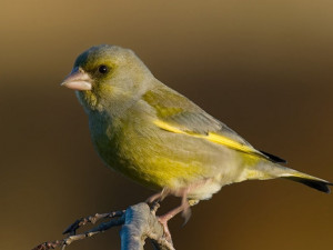 Zvonek zelený je ptákem roku 2022. Vymírá kvůli vážné nemoci, pomoci mu mohou lidé