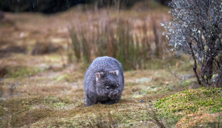 Pražská zoo tento týden návštěvníkům představí prvního vombata v České republice