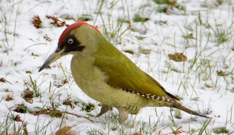 Lidé se zapojují do sčítání ptáků. Stačí nasypat zrní a hodinu zapisovat ptáky, kteří sednou na krmítko