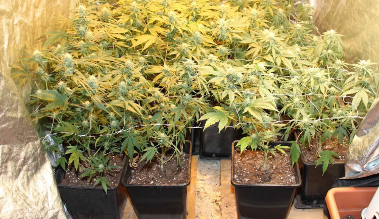 VIDEO: Policisté vyjížděli k poblouzněnému muži. Ten je pozval do své pěstírny na trochu marihuany