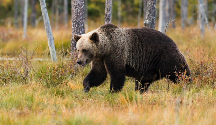 U Prahy byl dnes opět spatřen medvěd. Pátrá po něm i policejní vrtulník