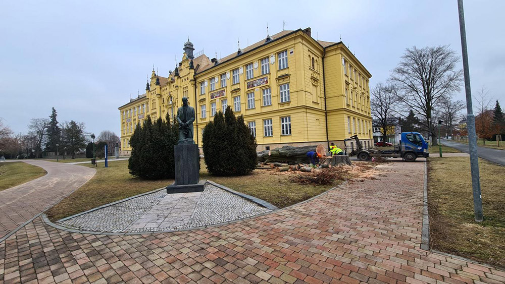 Kácení buku lesního u Gymnázia Jana Opletala v Litovli