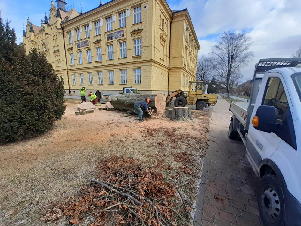 Kácení buku lesního u Gymnázia Jana Opletala v Litovli