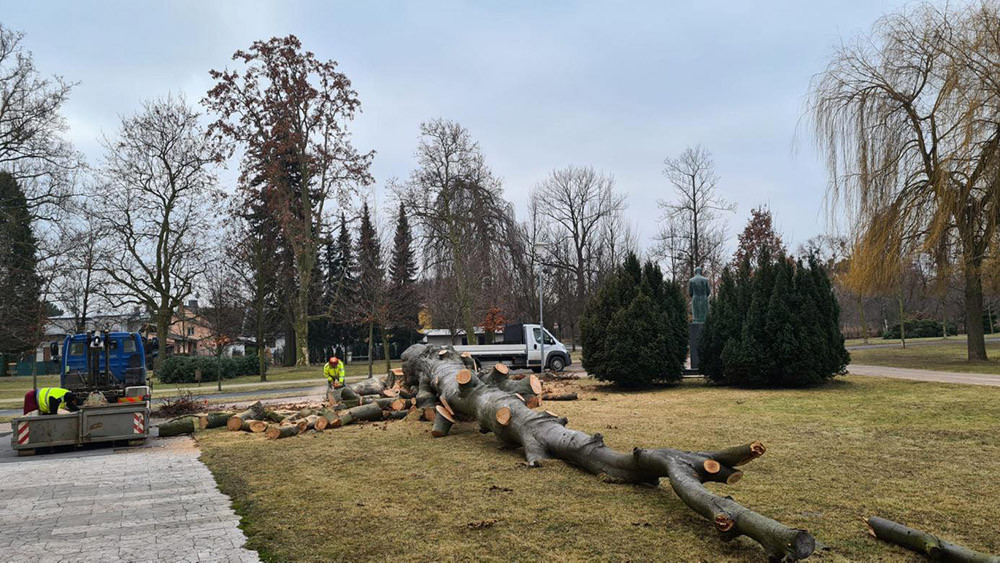 Kácení buku lesního u Gymnázia Jana Opletala v Litovli