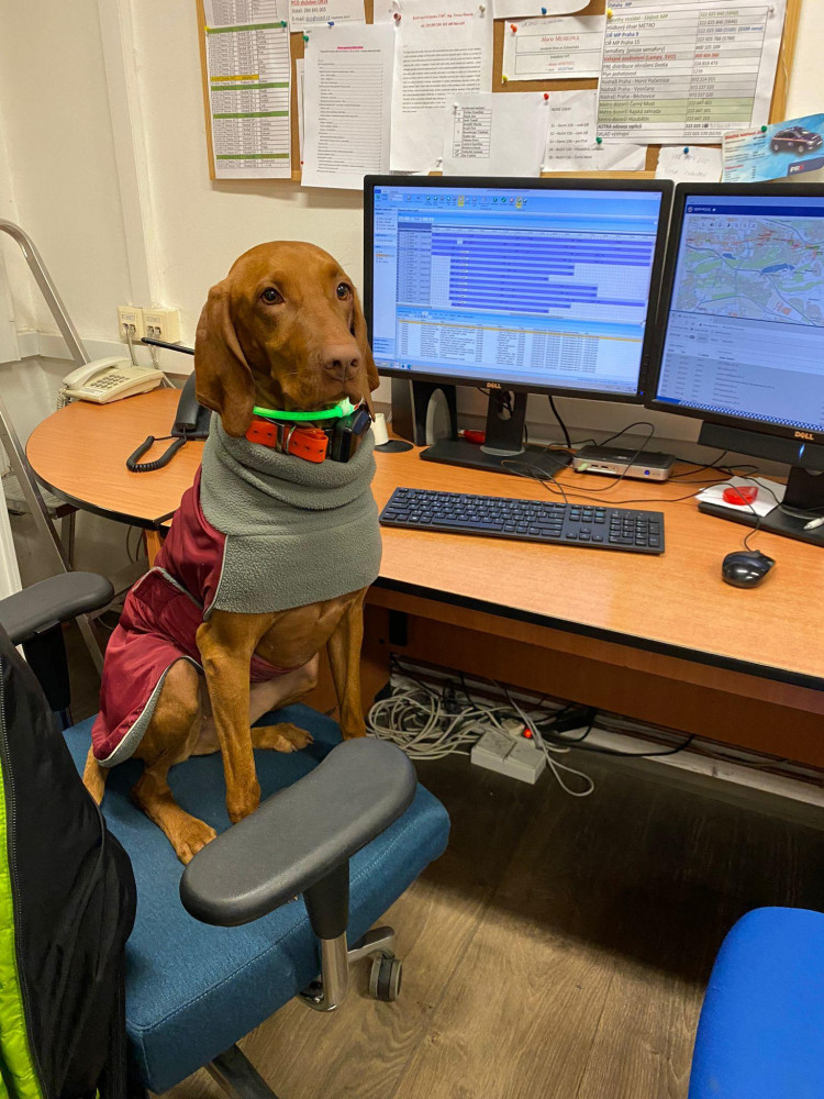 Fenka Misi vyrazila metrem na výlet na Černý Most. Po zásahu policistů se opět vrátila k majiteli