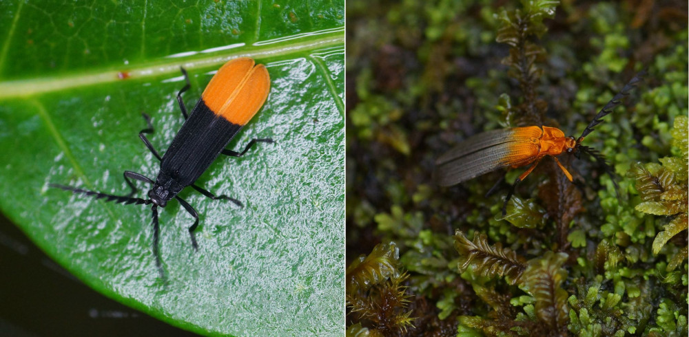 Olomoučtí vědci objevily stovky nových druhů hmyzu. Využily analýzu DNA