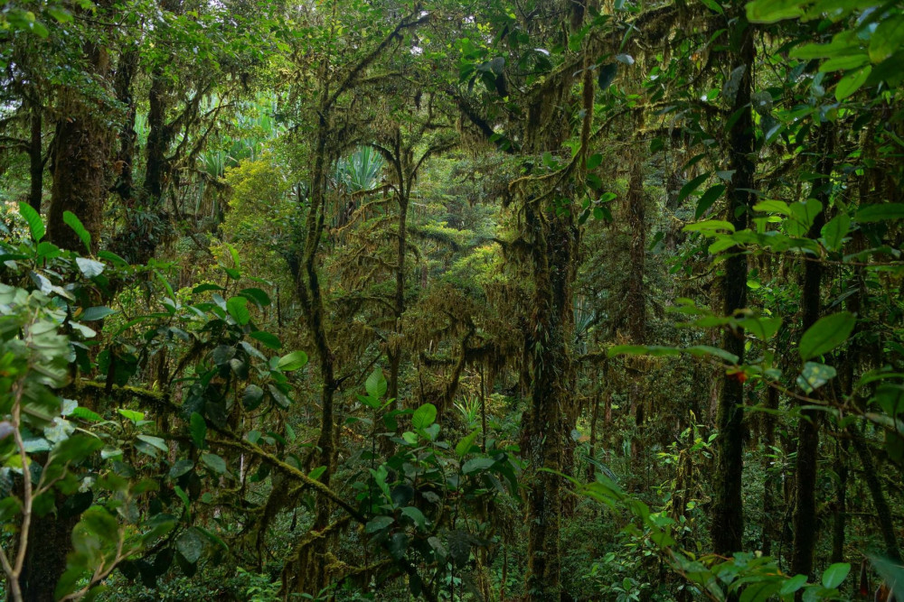 Olomoučtí vědci objevily stovky nových druhů hmyzu. Využily analýzu DNA