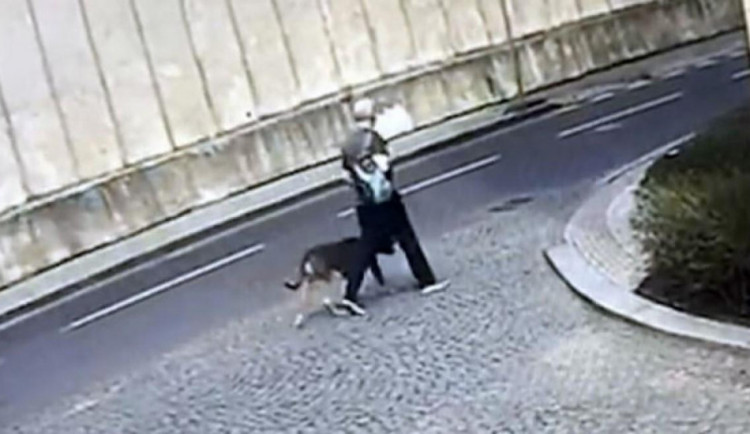 Muž, jehož pes prokousl hrudník dítěti, má jít na deset měsíců do vězení a zaplatit přes 800 tisíc