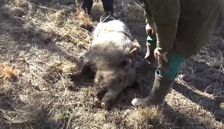 VIDEO: Zraněný agresivní divočák v Praze ohrožoval kolemjdoucí. Myslivec ho zastřelil