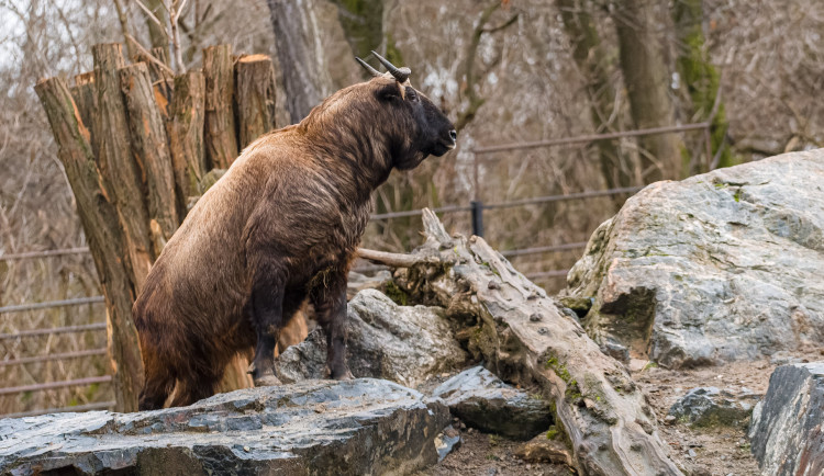 Hasiči v noci zasahovali kvůli silnému větru. Pražská zoo je zavřená