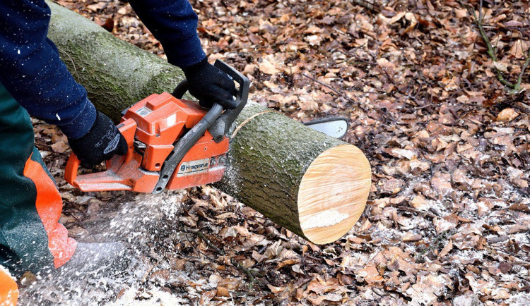 Kvůli revitalizaci sídliště a parkovacím místům Šumperk vykácí stromy. Nahradí je nová výsadba