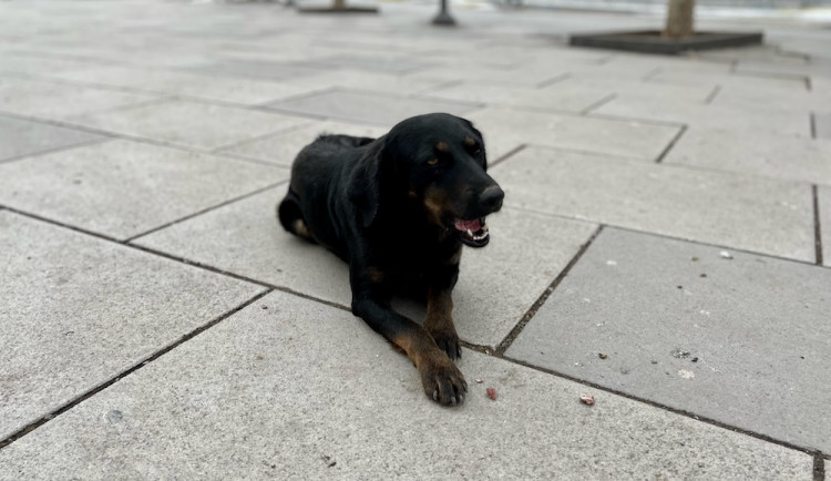 Veterináři varují: Psi neznámého původu z Ukrajiny mohou do ČR zavléct vzteklinu