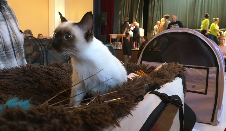 Ve Slavii soutěžily kočky o tituly krásy. Chovatelé jich přivezli dvě stě