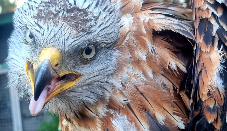 Brno má svého luňáka Jirku. Zachráněný pták je v šoku a potřebuje péči